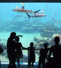 Sea_World_Shark_Tank_6616542959-min-scaled-e1690942595543.jpg