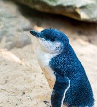 penguin-min-scaled-e1690946628832.jpg